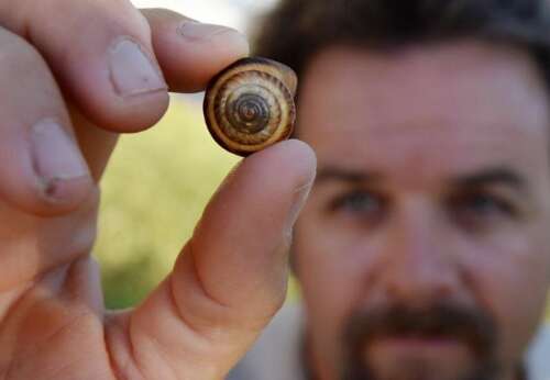 Success for snail species saved from near-extinction