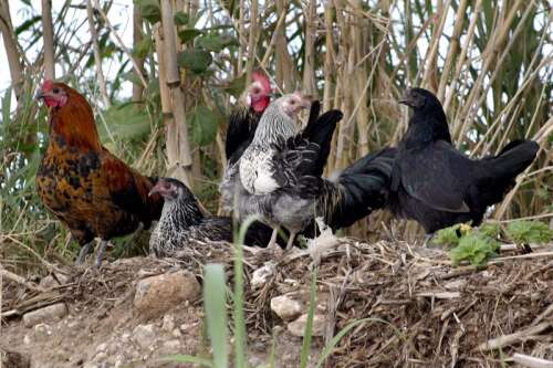 Feral chickens as food ‘not found to be viable’