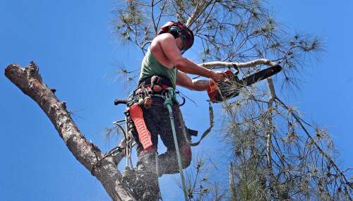 Government campaign urges homeowners to trim overgrowth