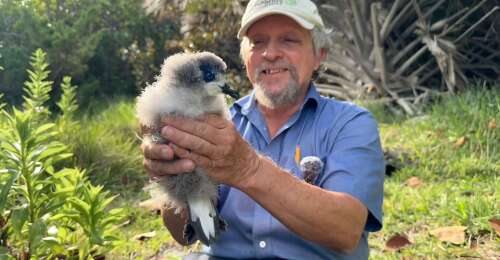 Cahow paternity test to resolve ‘who’s the daddy’