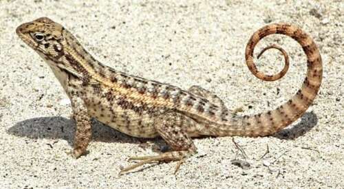 Curly-tailed lizard caught after hitching a ride to Bermuda