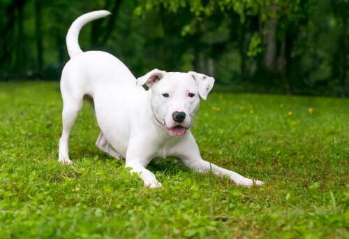 If your pet is more excitable or agitated, it could be spring fever – The Royal Gazette