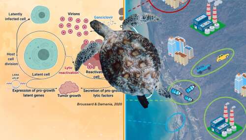 Scientist to hold lecture on disease affecting sea turtles - The Royal ...