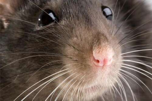 Rats are unbeatable, admits junior health minister