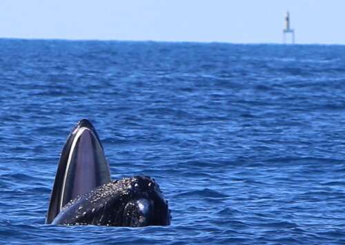 Sold-out whale documentary to get another screening