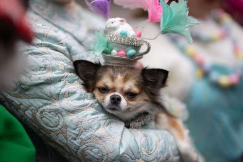 Dogs come in many shapes and sizes – but they have the same needs