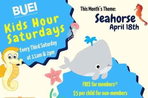 Spotlight to shine on seahorses at BUEI event for children