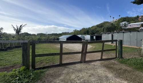 Overnight looters pilfer crops from Smith’s farm