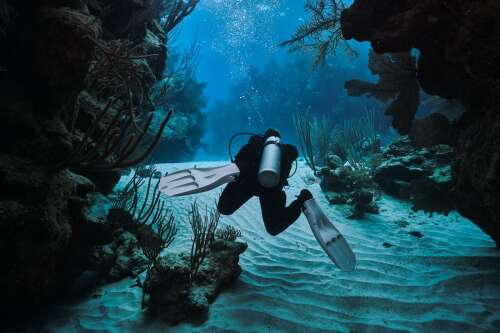 Inaugural Bermuda Dive Festival brings ocean lovers together