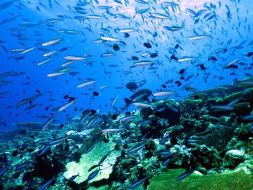 Feedback time extended on ocean protection strategy