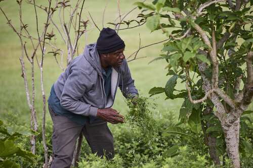 Traditional agricultural showcase nears home stretch