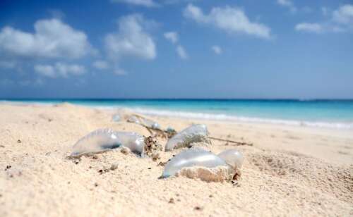Man o’ war warning after increased sightings