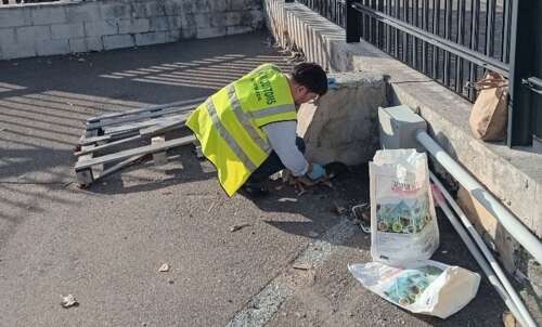 Scientists alarmed as new invasive fire ants site found at Hamilton docks