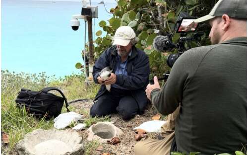 Documentary delves into secret journeys of Bermuda’s cahows