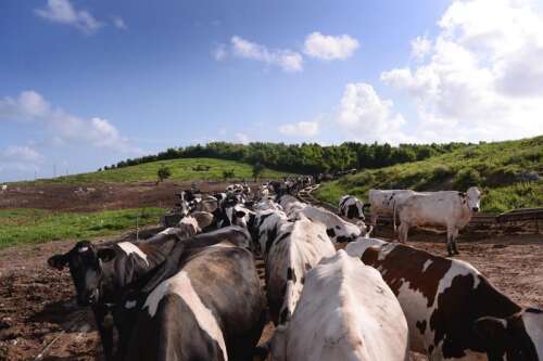 Zero-grazing dairy farming does not work in Bermuda