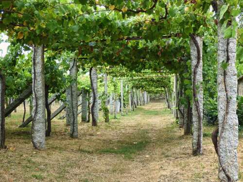 It’s August, time for a glass of Spanish albarino