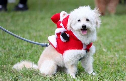Dressed-up dogs help raise almost ,000 for SPCA – The Royal Gazette