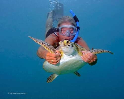 Tracking the epic journey of sea turtles - The Royal Gazette | Bermuda ...