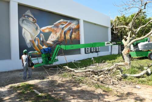 Art installation accidentally breaks branches off poinciana