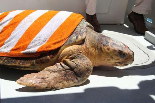 Endangered turtle returns to ocean - The Royal Gazette | Bermuda News ...
