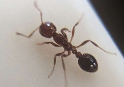 Fire ants with flying females spark call for caution