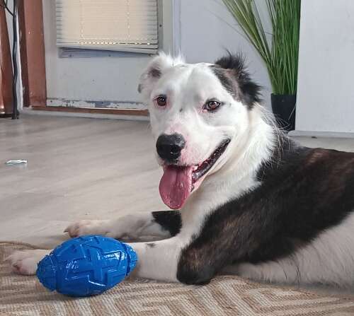 Family dog Valentino found after being missing for days - The Royal ...