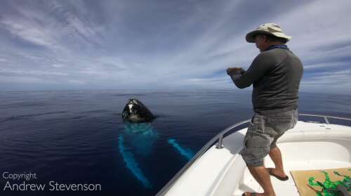 Award-winning filmmaker to screen new whale documentary