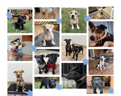 Why we started a dog rescue — and why it matters