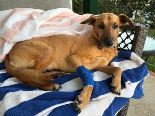 How pet emergency fund paid dividends