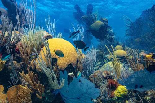 Our duty to protect the ocean