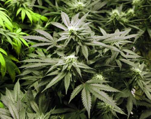 ‘Safe and lawful’ way forward sought for medical cannabis