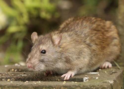 Government warning on rats, mosquitoes