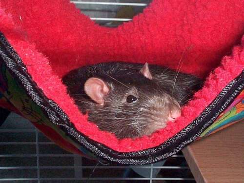 A love affair with rats: One author's unusual pets - The Royal Gazette ...
