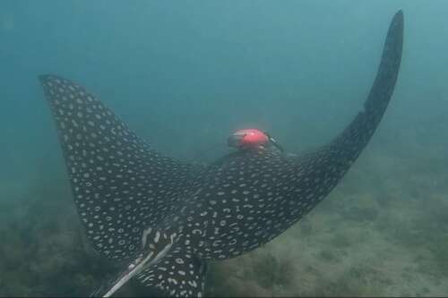 New tagging system enables study of Bermuda’s eagle rays