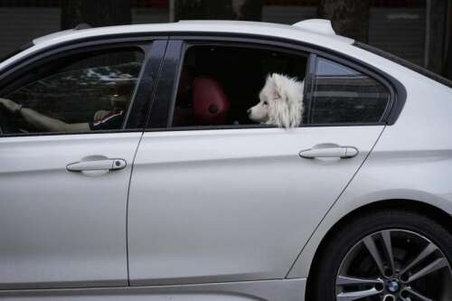 Road safety is important for all of us, including your pets