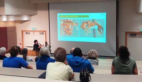 Specialist: island acted ‘timely’ in addressing invasive ant