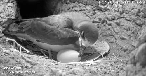 Researchers catch domestic drama on Nonsuch Island