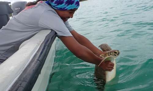 Turtle project hailed a success - The Royal Gazette | Bermuda News ...