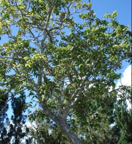 Concern over future of endangered yellowwood trees - The Royal Gazette ...