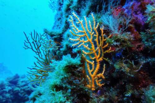 UK ratifies high seas protection treaty