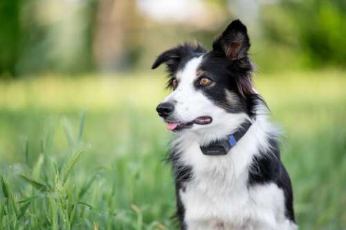 Seizures in dogs: are they on the increase? And why?