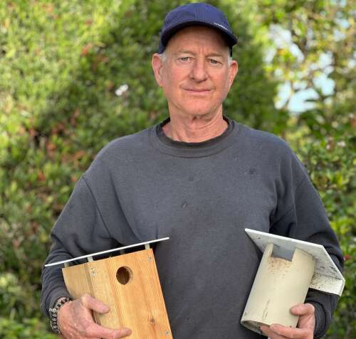 Simple fix offers hope for Bermuda’s bluebirds