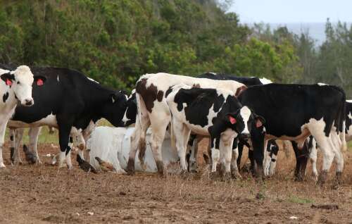 Dead cow left festering in shallow ditch in Spittal Pond