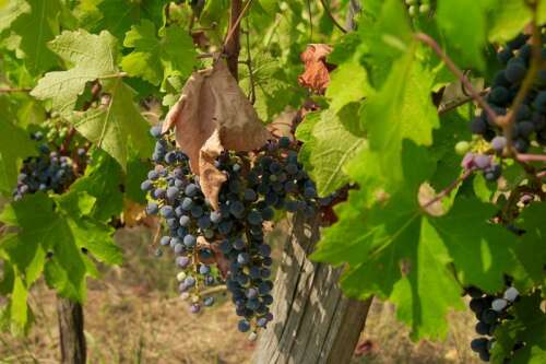 Wine choices: what are we drinking this autumn?