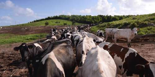 Regulators need to raise a stink over dairy farm