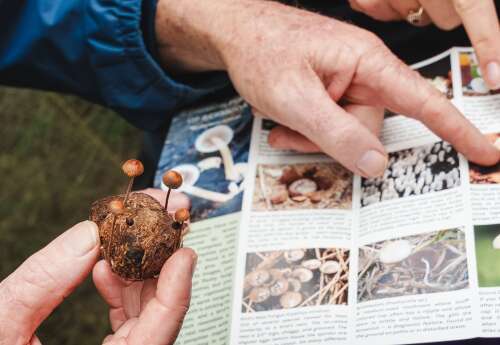 Eight new species of fungi come to light in Bermuda