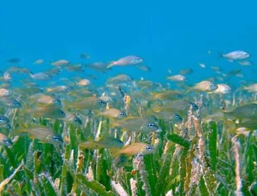 Sea conservation and protection to undergo ‘cultural shift’